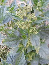 Image result for Chenopodiastrum murale