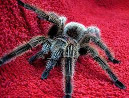 Maybe you would like to learn more about one of these? Beginner S Guide To The Chilean Rose Hair Tarantula