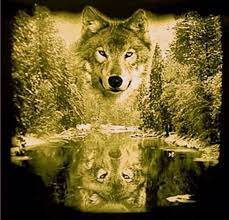 wolves wolf pictures fantasy mystical coloriage de sam le pompier