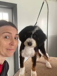 Royal Touch Pet Grooming