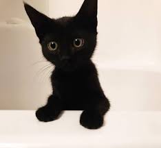 本当に最悪 黒猫を飼うのは絶対におすすめしない かわいい子猫 子猫 かわいい猫の壁紙