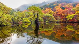 We have a massive amount of hd images that will make your. Autumn Trees With Autumn Leaves Reflection In Water Cheongsong South Korea Landscape Photography Ultra Hd Wallpapers For Desktop Mobile Phones Tablet And Laptops Wallpapers13 Com