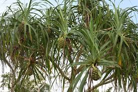 Image result for Pandanaceae