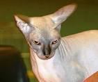 Sphynx Kittens For Sale [ Cheap] - Fast Delivery with no ...