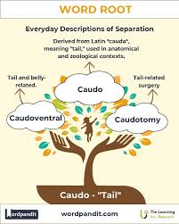 Image result for root-tail