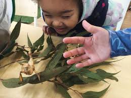 Welcoming our new pets at My Best Me Rockdale. We have 4 spiny leaf insects  “Squirt, Nina, Pretzel and Big Mumma”. The preschool room took