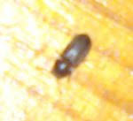 Wo ein käfer ist, lassen die nächsten meist nicht lange auf sich warten. Wanted Braune Kleine Kafer Ca 1 3 Mm Hilfe Hausgarten Net