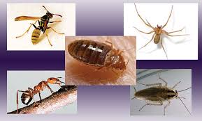 You will find our pest control service to be friendly and affordable. Pk Pest Management Up To 58 Off Wichita Groupon