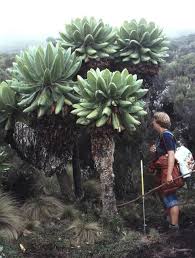 Image result for Dendrosenecio