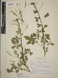 Image result for Cleome aculeata