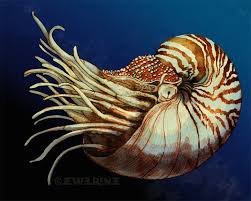 June 2011 Aquatic Art Nautilus Ocean Art