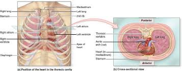 19 5 Heart Position Within The Thoracic Cavity A The Heart Is Located Within The Mediastinum Of The Thoracic Cav Thoracic Cavity Cavities Thoracic Vertebrae