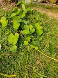Image result for Ipomoea asarifolia