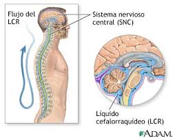 Se caracteriza por presentar brotes intercalados con etapas de remisión, aunque su incidencia disminuye durante la enfermedad. Esclerosis Multiple Diagnostico Serie Anatomia Normal Medlineplus Enciclopedia Medica