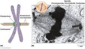 Kinetochore Microtubule Attachment