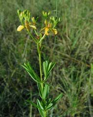 Image result for Hypericum quartinianum