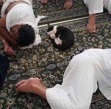 Akilli Kedi Hayvanlar Kedi Resimler