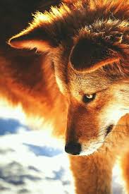 Lone Wolf Wolf Dog Animals Wild Animals