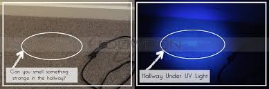 Bed Bugs Lice Nits Finding 14 Led 395nm Uv Black Light Ultraviolet Flashlight Buy Ultraviolet Flashlight Lice Finding Uv Flashlight Nits 395nm Uv Flashlight Product On Alibaba Com