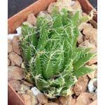 Image result for Monadenium spinulosum