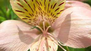 Alstroemeria Flowers Bloom In Mid Summer Alstroemeria Perennial Flowering Plants Peruvian Lilies