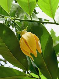 Image result for Artabotrys