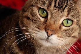 Das ist das neue ebay. Why Spay Or Neuter Your Cat Best Friends Animal Society