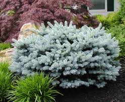 Check spelling or type a new query. Mylandworks Com Globe Blue Spruce Landscape Nursery Conifer Garden