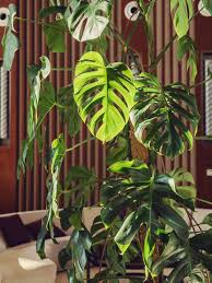 Xl Monstera Deliciosa Plant In 6 Pot Monstera Deliciosa Plants Large Indoor Plants