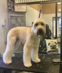 Soft Coated Wheaten Terrier Style With Modified Wheaten Head Groom By Alayna Kay Puppy Grooming Dog Grooming Styles Soft Coated Wheaten Terrier