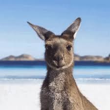 Merry christmas wishes messages, quotes & sayings, x'mas 2020. Australia Day Gifs Tenor