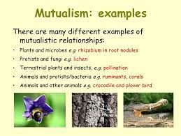 Check spelling or type a new query. Pin By Anthony Schultz On Mutual Aid Age Mutualism Mutualistic Relationship Symbiotic Relationships