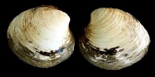 Over 100,000 english translations of spanish words and phrases. La Almeja Ming Arctica Islandica Linnaeus 1767 Ocean Quahogs Museo Nacional De Historia Natural