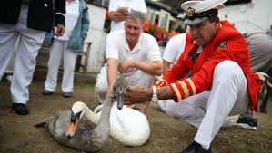 In 2009 when i made the decision to restart my musical group, swans Queen Owns All Of The U K S Swans Every Year She Counts Them