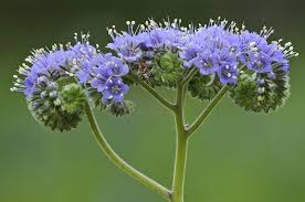 Mar 17, 2017 · the wildflowers grow upright with an explosive bunch of petals and also come in shades of red, blue, and purple. Blue Curls Lady Bird Johnson Wildflower Center