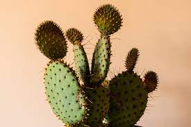Welcome to the famous dave's garden website. 500 Cactus Plant Pictures Hd Download Free Images On Unsplash