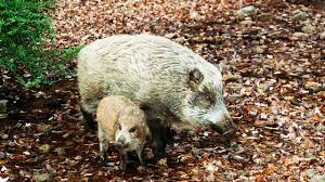 Determined purely by their location there are four accepted subspecies which are all similar in build. Wild Boar Boom Animal Encroachment A Growing Concern For Rural Communities Nippon Com