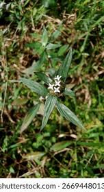 Image result for Spermacoce kirkii