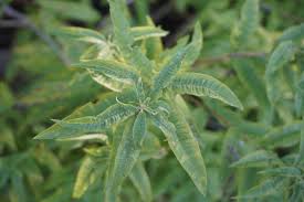 Image result for Aloysia citrodora