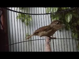 Sebenarnya, untuk suara burung ini tidaklah bagus, biasanya hanya dijadikan sebagai burung. Suara Burung Flamboyan Betina Paling Populer 17 Gambar Burung Flamboyan Jantan Dan Betina Gani Gambar Troubled Over Love