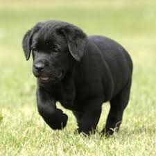 Black Lab Puppy Soo Adorable Black Lab Puppies Lab Puppy Lab Puppies