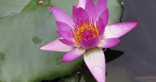 Pin On Pictures Of Aquatic Plants