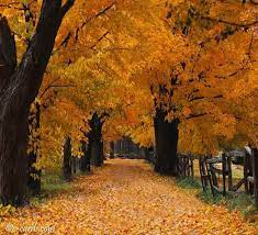 Autumn Animated Gifs Google Search Tree Photography Autumn Trees Spring Landscape