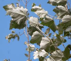 Image result for Populus ×  canescens