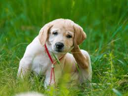 Here's how to cut down on fleas and ticks in your yard. How To Naturally Get Rid Of Fleas Ear Mites And Ticks