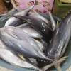 Skipjack tuna fish traditional fishing using small shrimp as bait, an amazing traditional fishing of tuna in philippines. Https Encrypted Tbn0 Gstatic Com Images Q Tbn And9gcqo Ubj7s66maqbnrh1xkprkrwo4ka3cw 5g0jvmkd1jpfzy3sr Usqp Cau