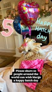 Happy 4th hatch day MARGE 💖. You are a precious treasure in my life. I  love you so much. Please wish Marge a happy hatch day. Thank you for loving  Marge and