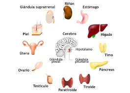 Ademas De Una Importante Funcion Desintoxicante Y Fabricacion De En 2020 Glandulas Exocrinas Anatomia Y Fisiologia Humana Anatomia Y Fisiologia