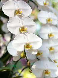 Images de Orchidee Blanche – Téléchargement gratuit sur Freepik