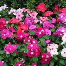 Vinca Seeds 45 Varieties Annual Flower Seeds Annual Flowers Easiest Flowers To Grow Flower Seeds